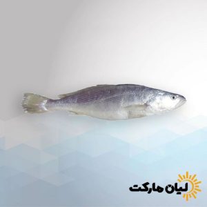 خرید ماهی شوریده