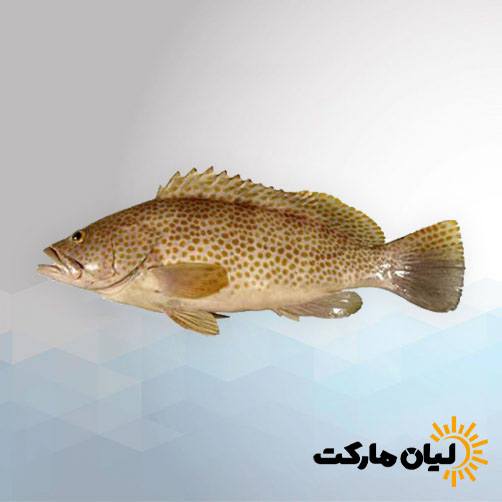 خرید ماهی هامور اصل بوشهر