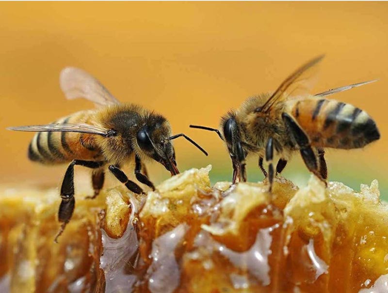 انواع مختلف عسل درمانی