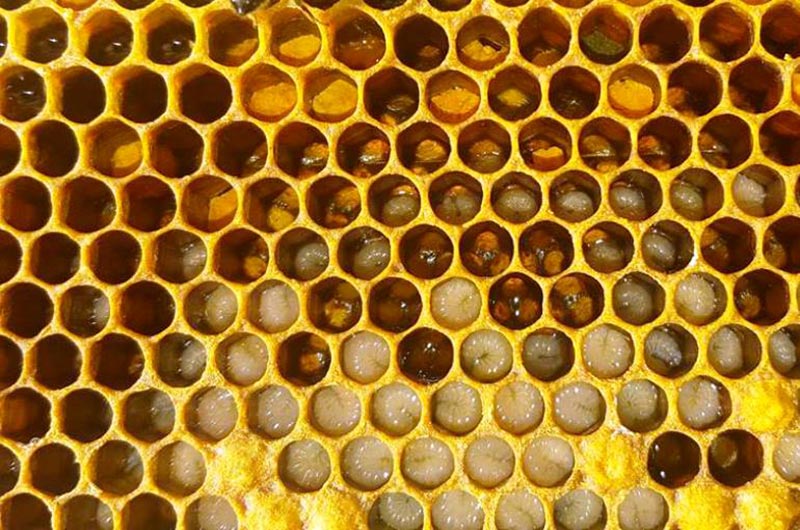 عسل طبیعی چگونه تولید می شود