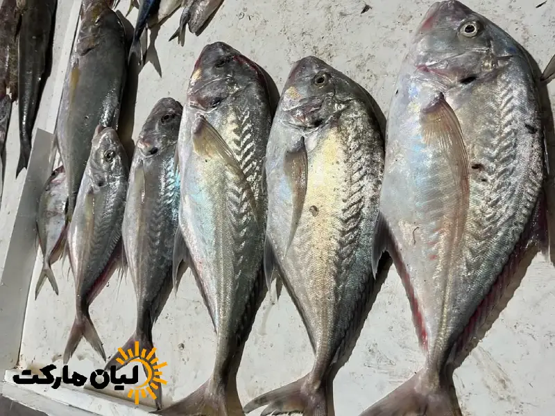 خواص ماهی جش سفید