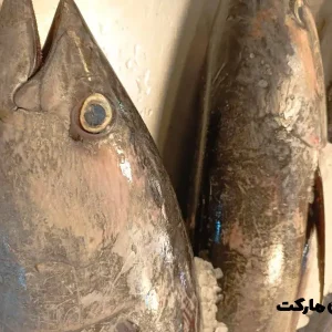 ماهی هوور