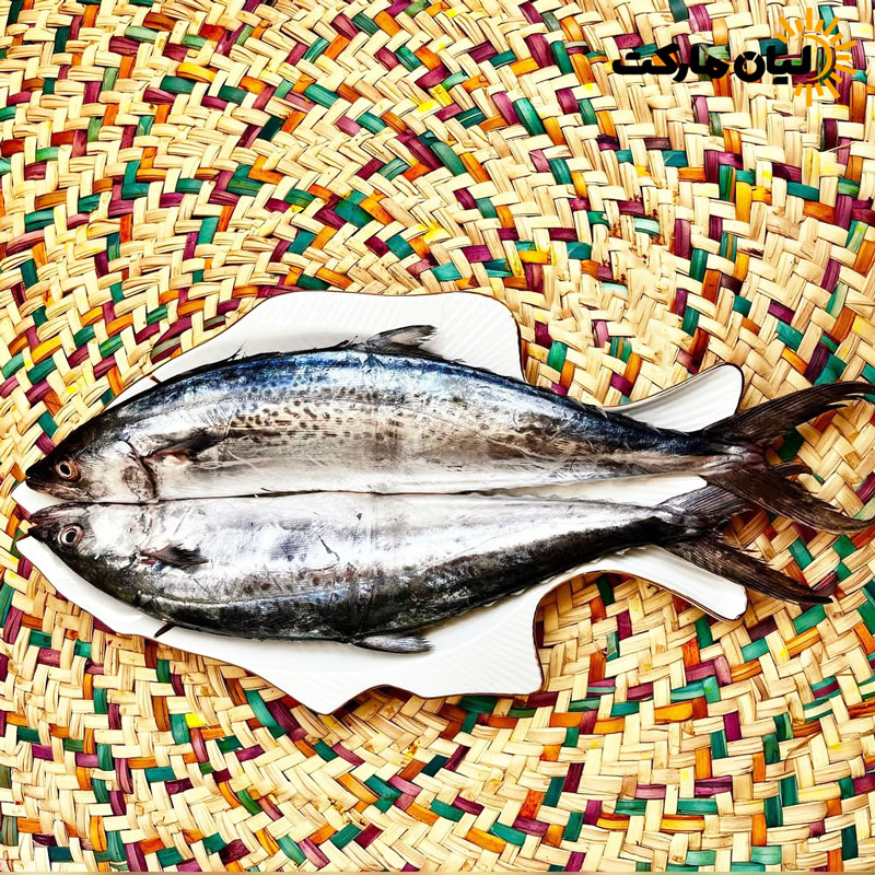 عکس ماهی قباد تازه جنوب در نمای کامل روی حصیر – مناسب برای خرید آنلاین از لیان مارکت