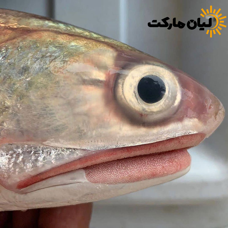 عکس کلوزآپ سر ماهی راشگو تازه بوشهر