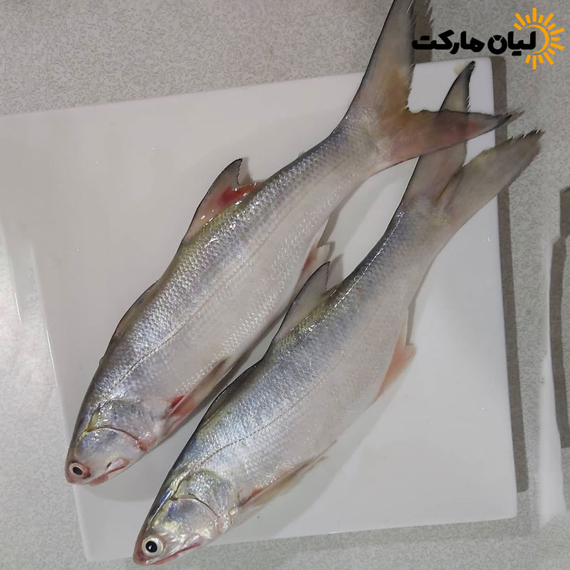 عکس ماهی راشگو تازه بوشهر – نمای کامل از بالا
