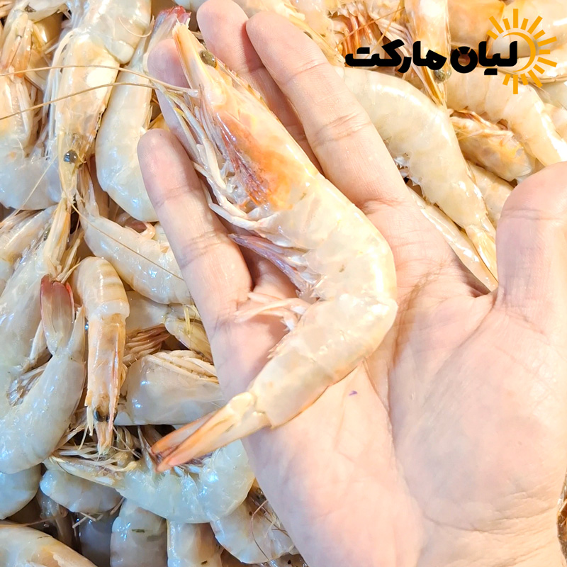 عکس میگو سایز 41-50 در کف دست برای نمایش اندازه واقعی – میگو سرتیز دریایی بوشهر